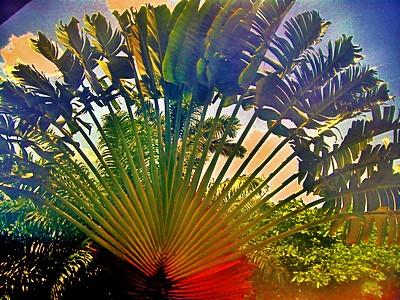 jssm_belize_palmtree.jpg